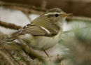 Yellow-browed Warbler